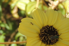 Agapostemon texanus