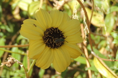 Agapostemon texanus