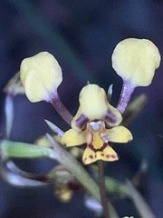 Diuris maculata