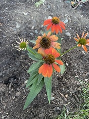 Echinacea