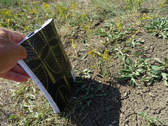 Solidago missouriensis