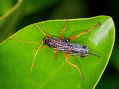 Echthromorpha intricatoria