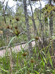 Rhynchospora macrostachya