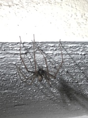 Eratigena atrica