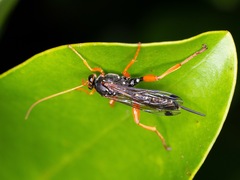 Echthromorpha intricatoria