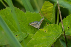 Scotopteryx chenopodiata