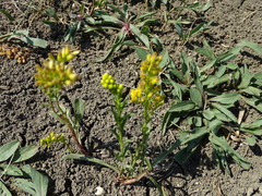 Solidago missouriensis