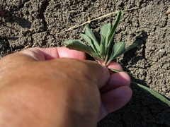 Solidago missouriensis