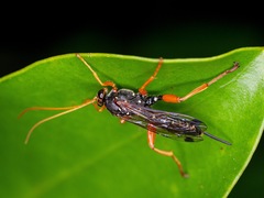 Echthromorpha intricatoria