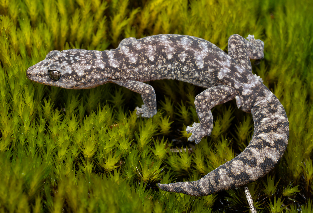 Lesueur's Gecko
