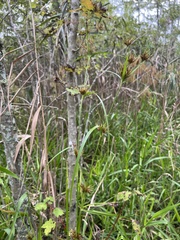 Rhynchospora macrostachya