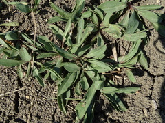 Solidago missouriensis