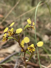 Diuris maculata