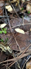 Marasmius rotula
