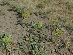 Solidago missouriensis