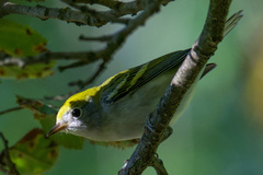 Setophaga pensylvanica