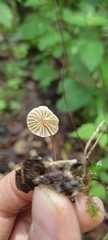 Marasmius rotula
