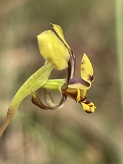 Diuris maculata