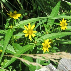 Bidens polylepis
