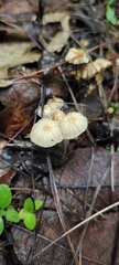 Marasmius rotula