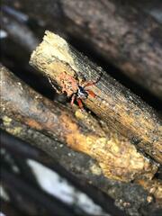 Wagneriana