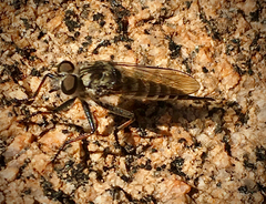 Asilidae