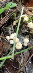 Marasmius rotula