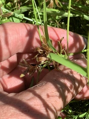 Cyperus diandrus
