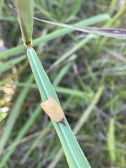 Sparganothis distincta