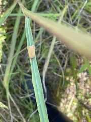 Sparganothis distincta