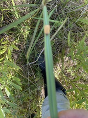 Sparganothis distincta