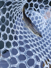 Ptychocheilus oregonensis