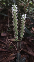 Goodyera pubescens