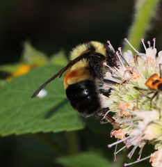 Bombus affinis