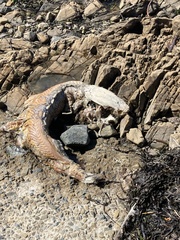 Acipenser transmontanus