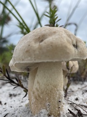 Tylopilus felleus