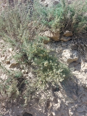 Artemisia obtusiloba subviscosa