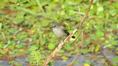 Serpophaga nigricans