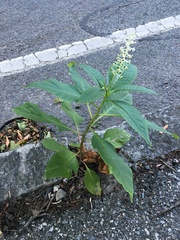 Phytolacca americana