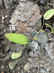 Polygonatum biflorum