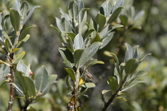 Salix glauca