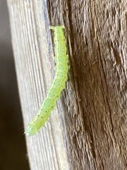 Hypena abalienalis