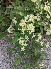 Clematis vitalba