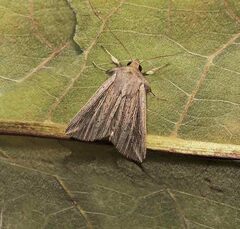 Mythimna riparia