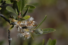 Salix glauca