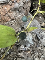 Polygonatum biflorum