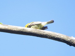 Setophaga virens