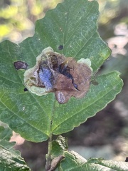 Cameraria hamameliella