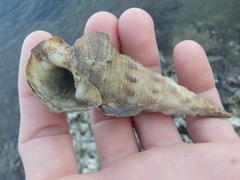 Pyrazus ebeninus