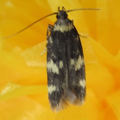 Oegoconia novimundi